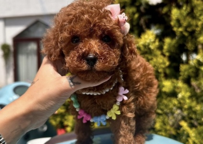 Mini boy toy poodle yavrular